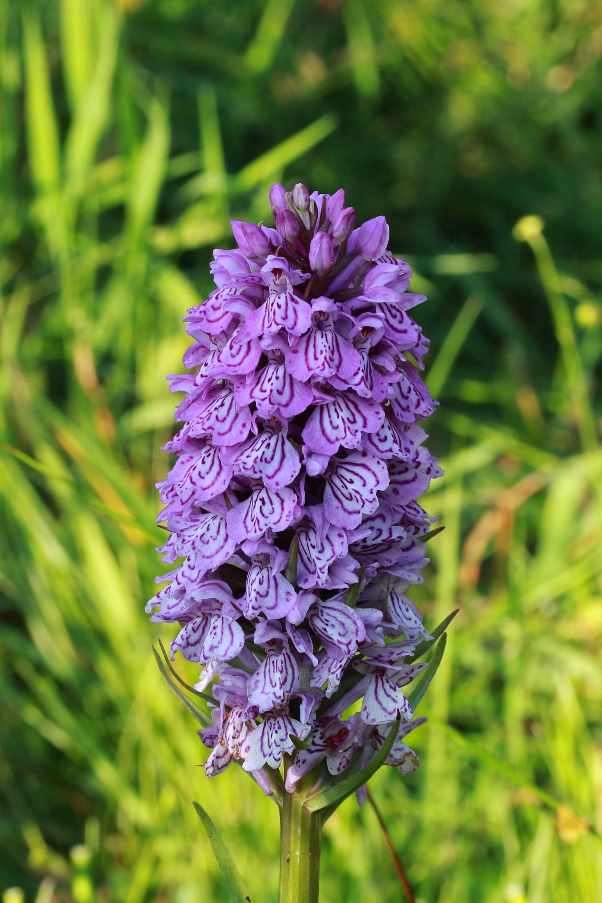 Image of Heath spotted orchid