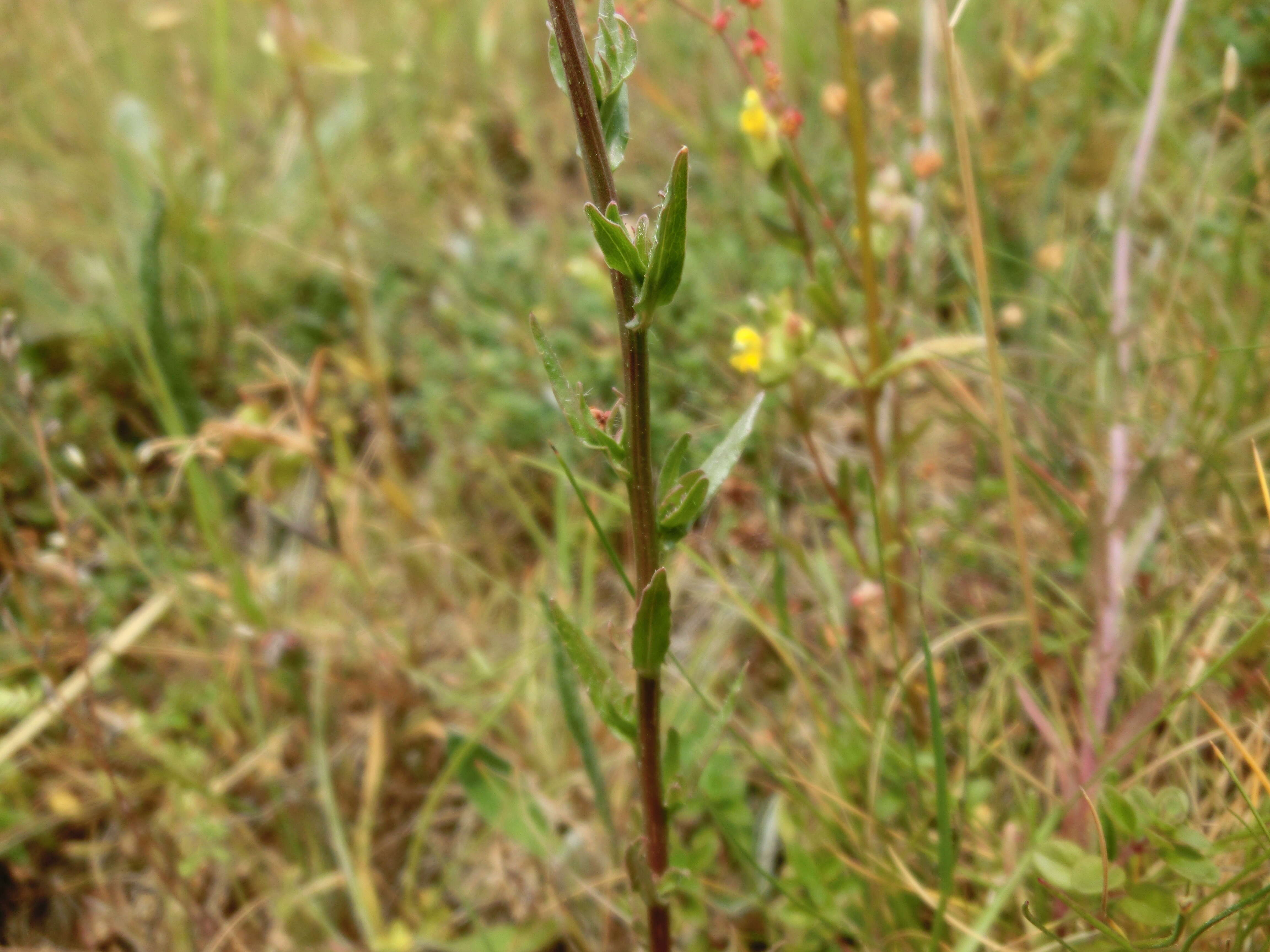 Слика од Jasione montana L.