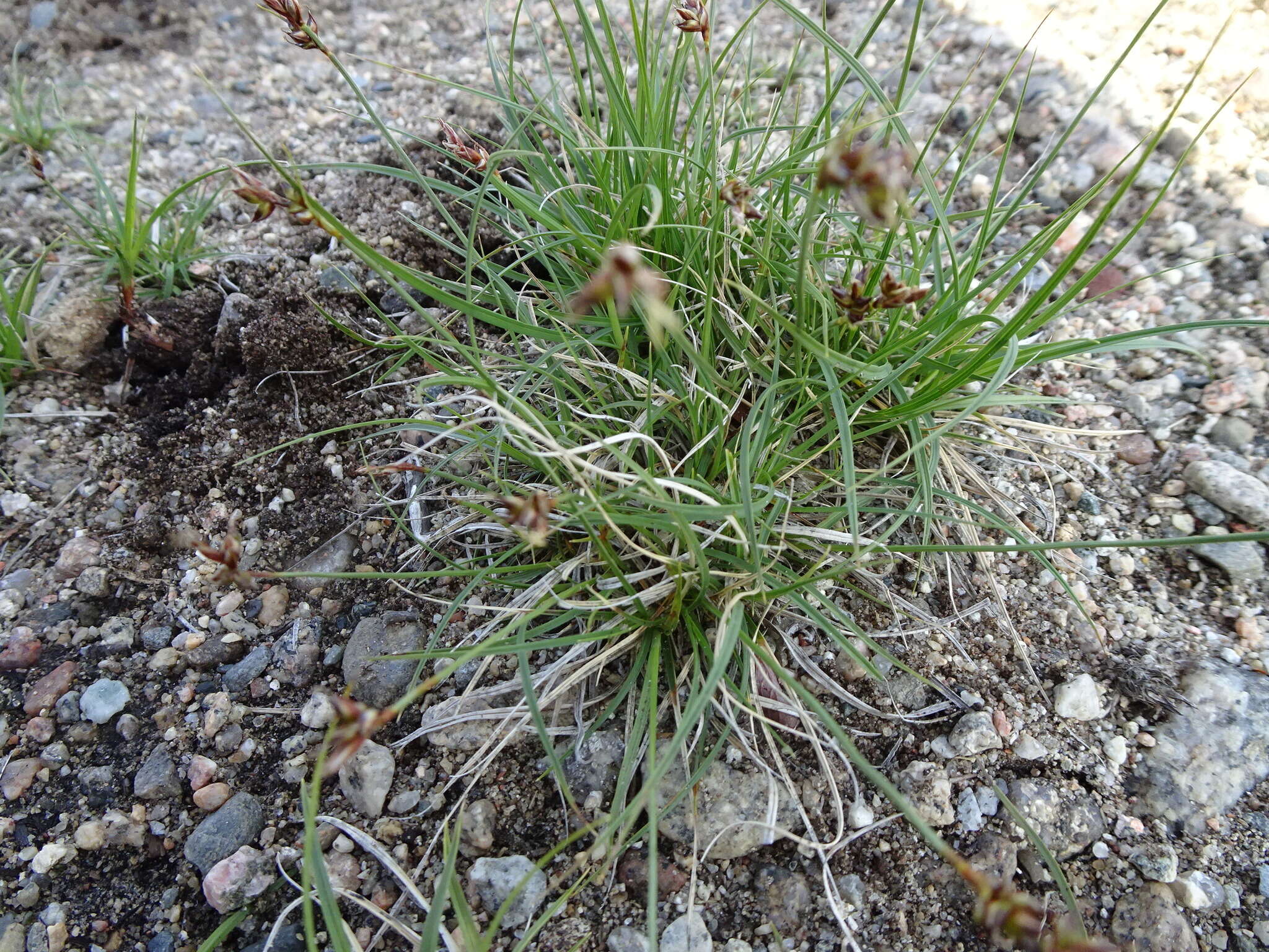 Image of weak arctic sedge