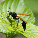 Слика од Phimenes fulvipennis (Smith 1857)