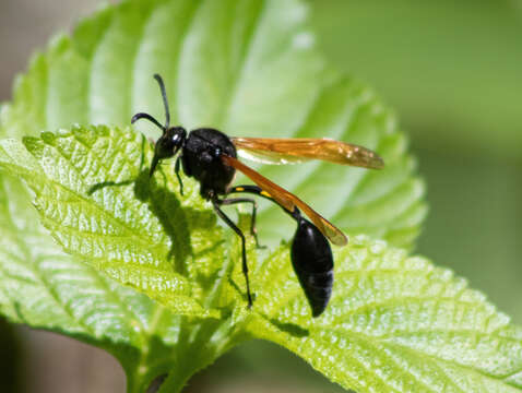 Phimenes fulvipennis (Smith 1857)的圖片