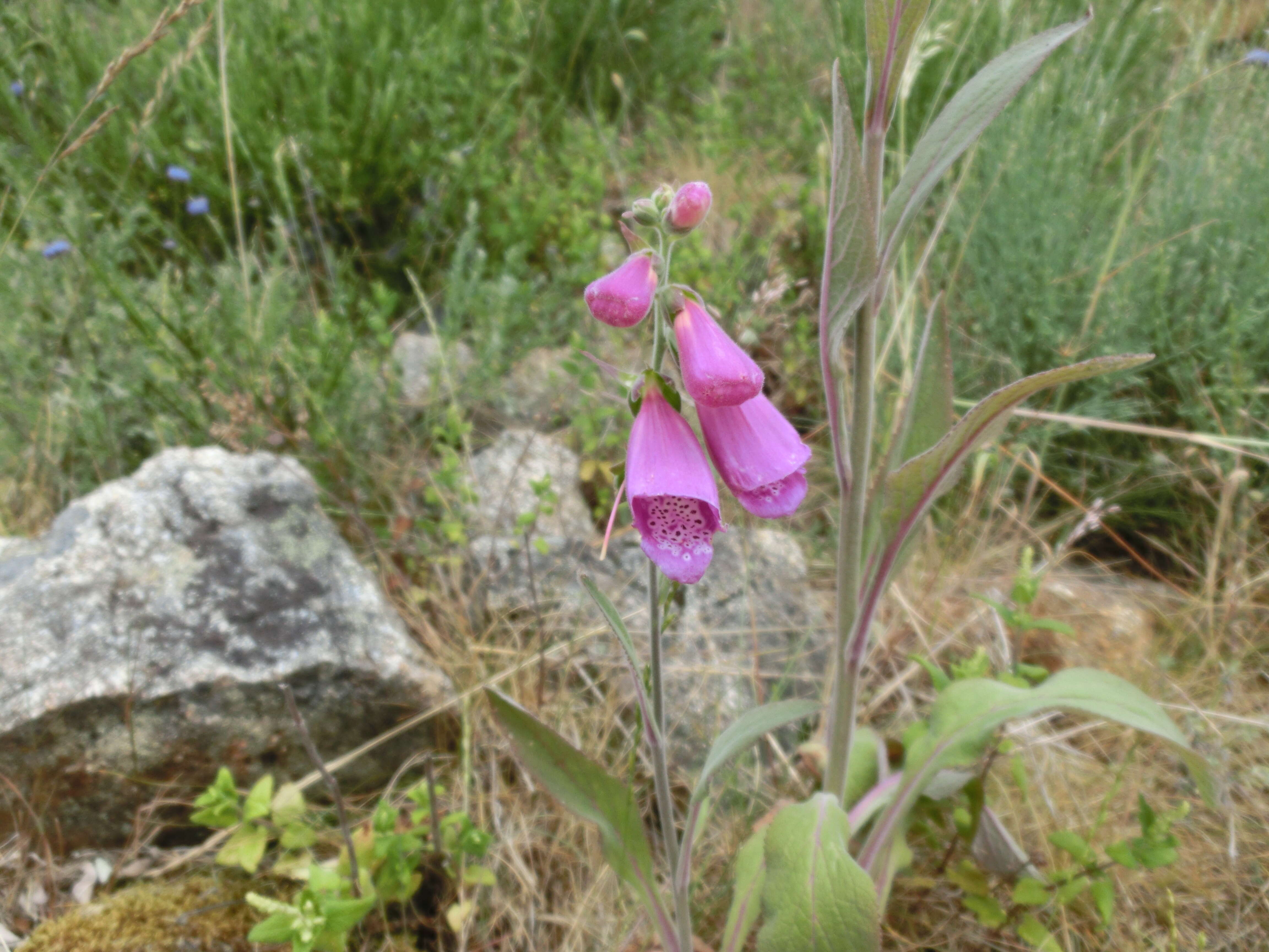 Imagem de Digitalis purpurea L.