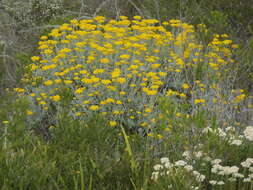 Слика од Helichrysum dasyanthum (Willd.) Sw.