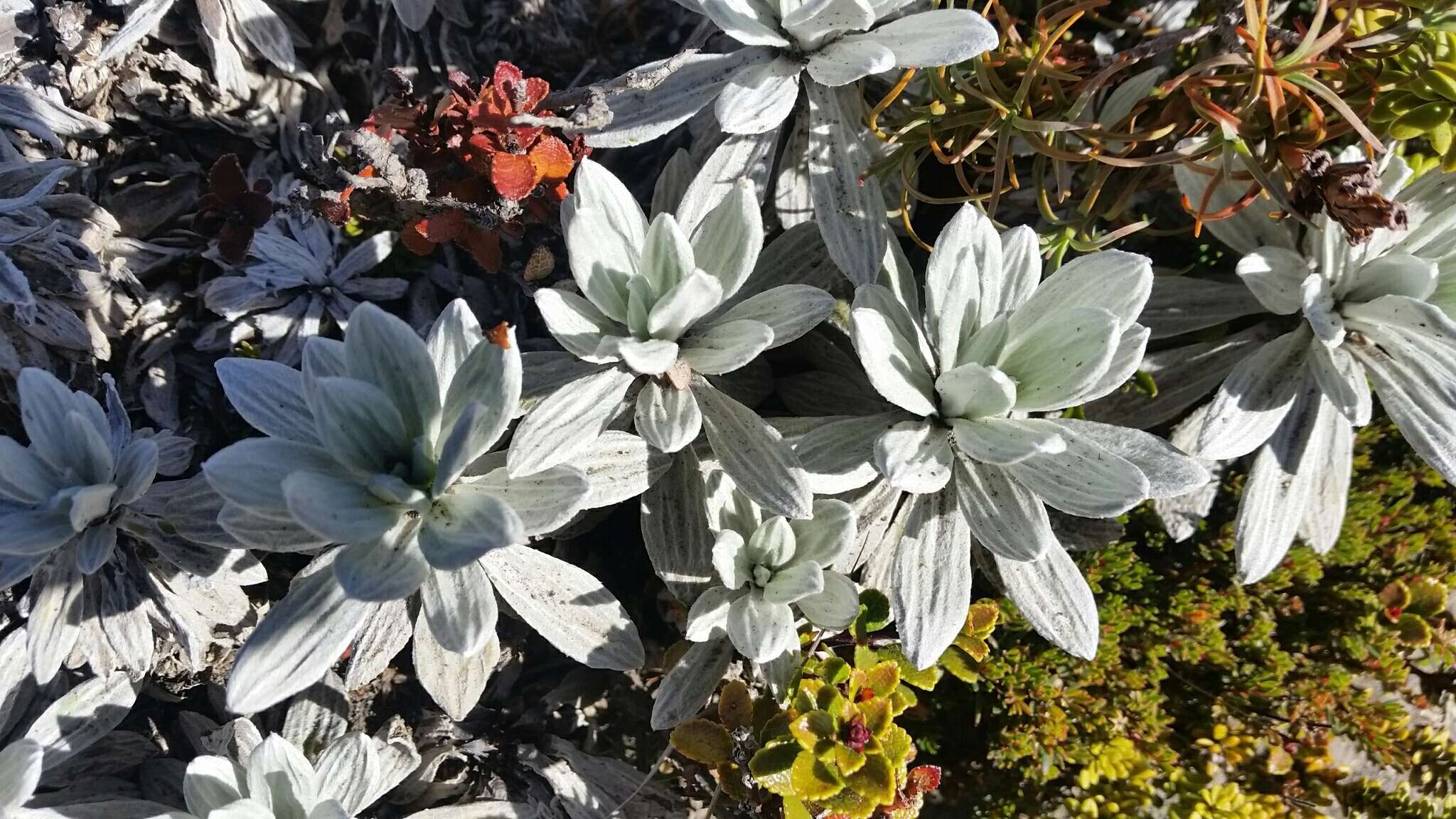 Image of white mountain daisy