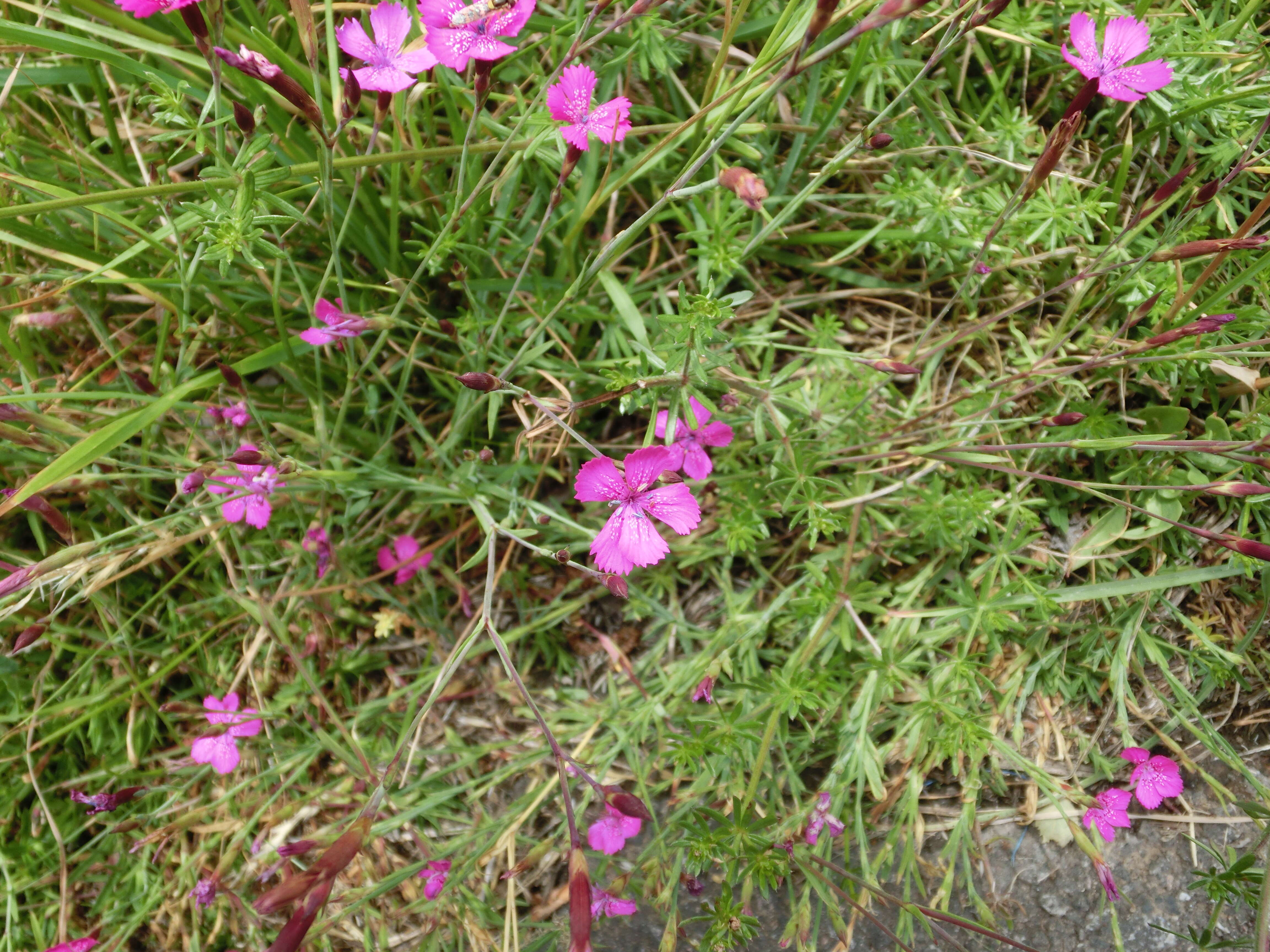 Image of maiden pink