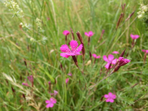 Слика од Dianthus deltoides L.