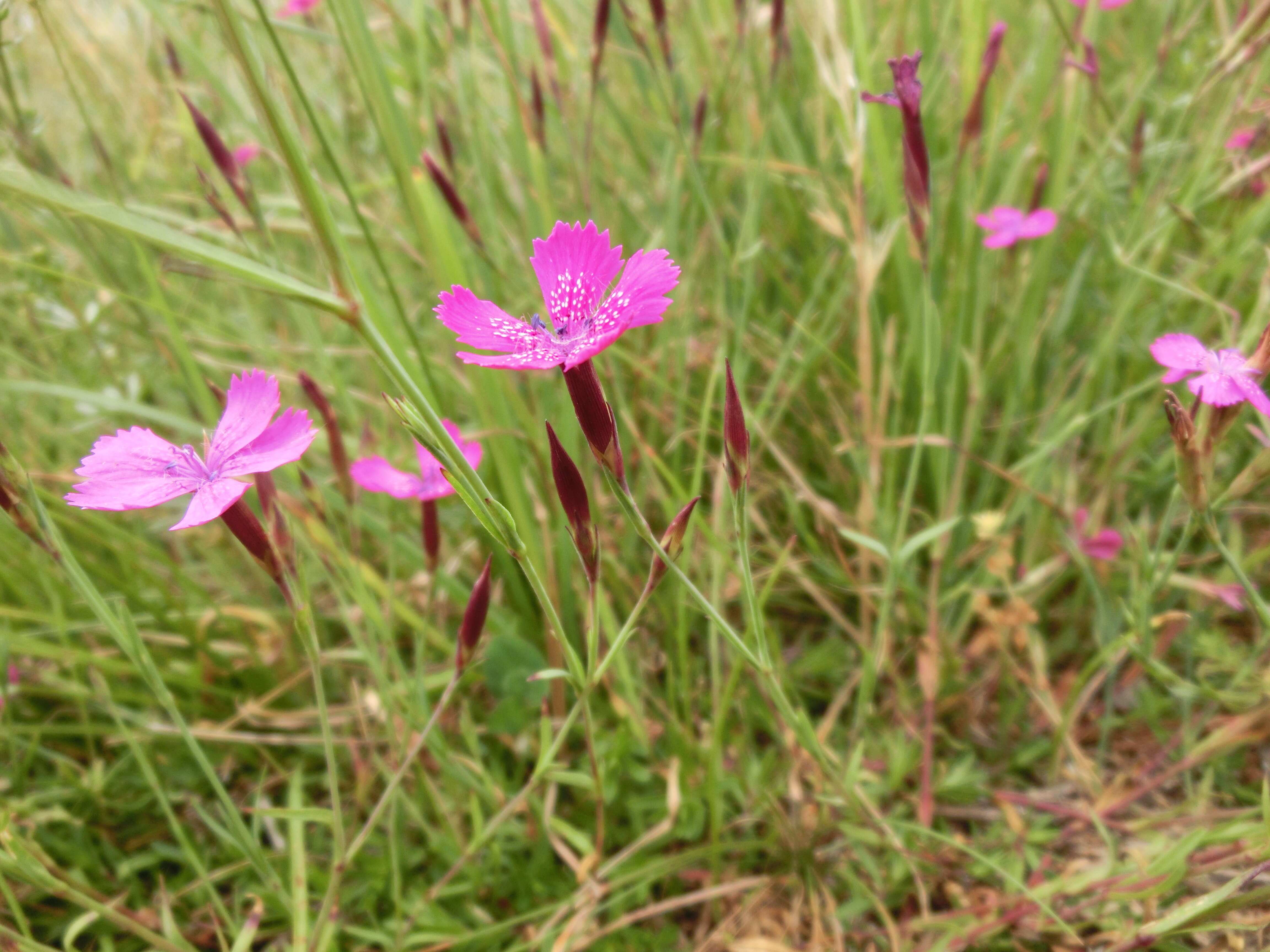 Image of maiden pink