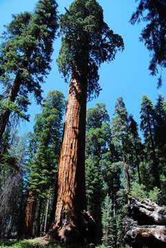 Image of giant sequoia