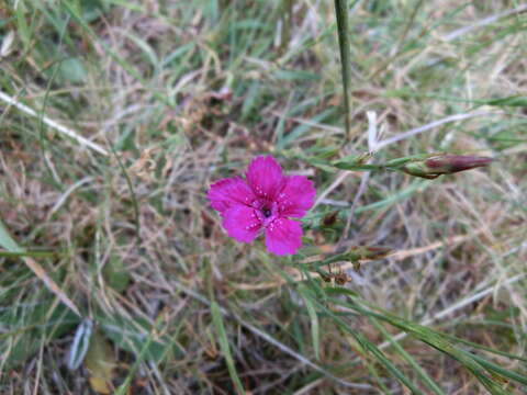 Image of maiden pink