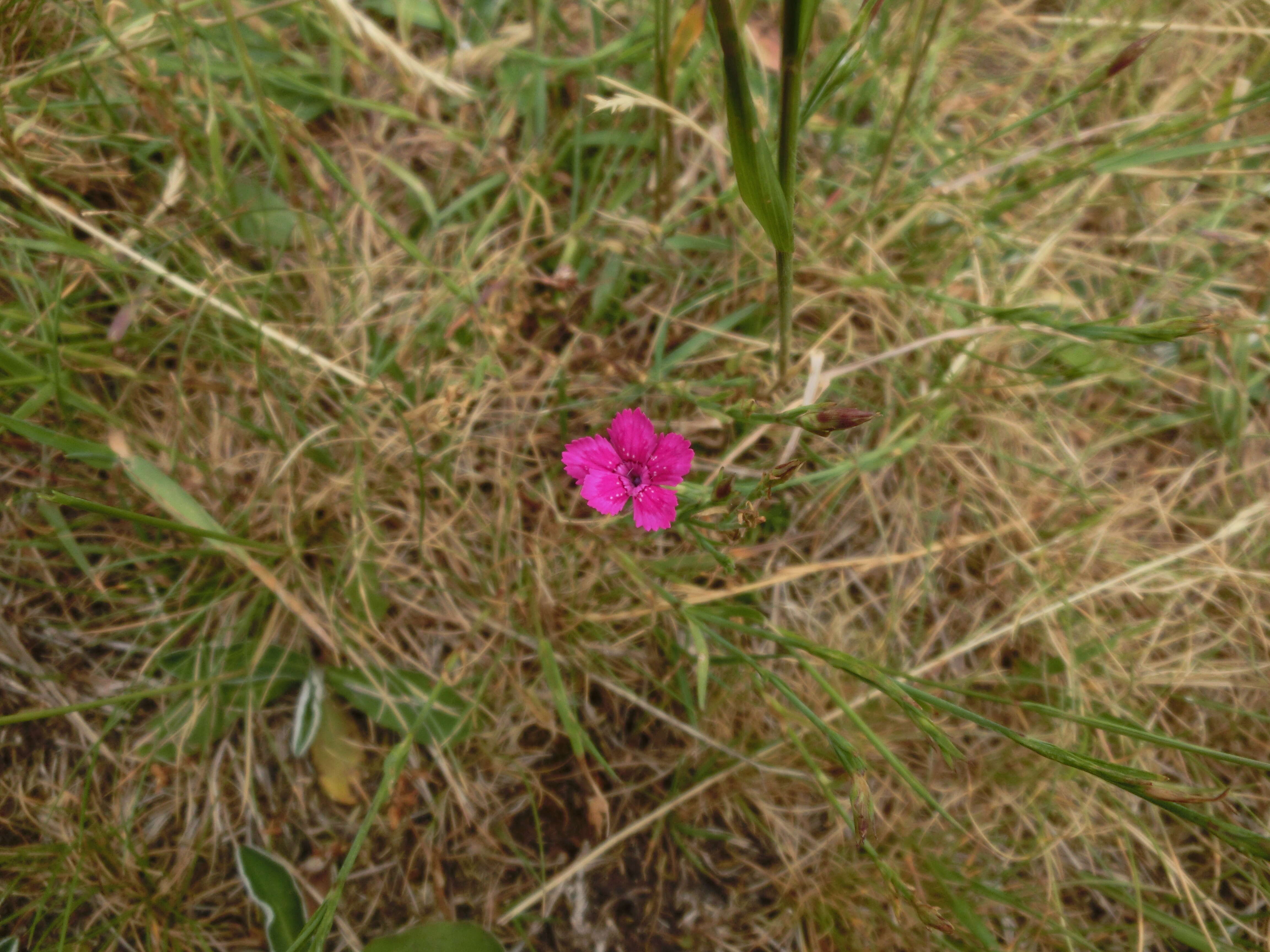 Image of maiden pink