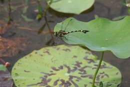 صورة Ictinogomphus pertinax (Hagen ex Selys 1854)