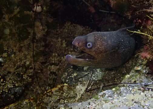 Image of California moray