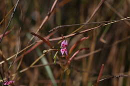 Image of Stylidium cordifolium W. V. Fitzg.