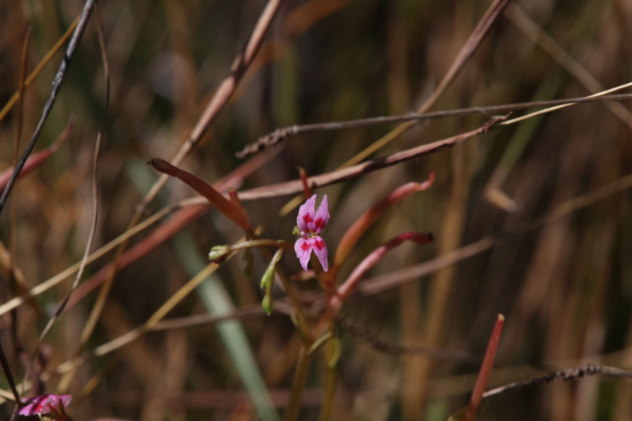 Sivun Stylidium cordifolium W. V. Fitzg. kuva