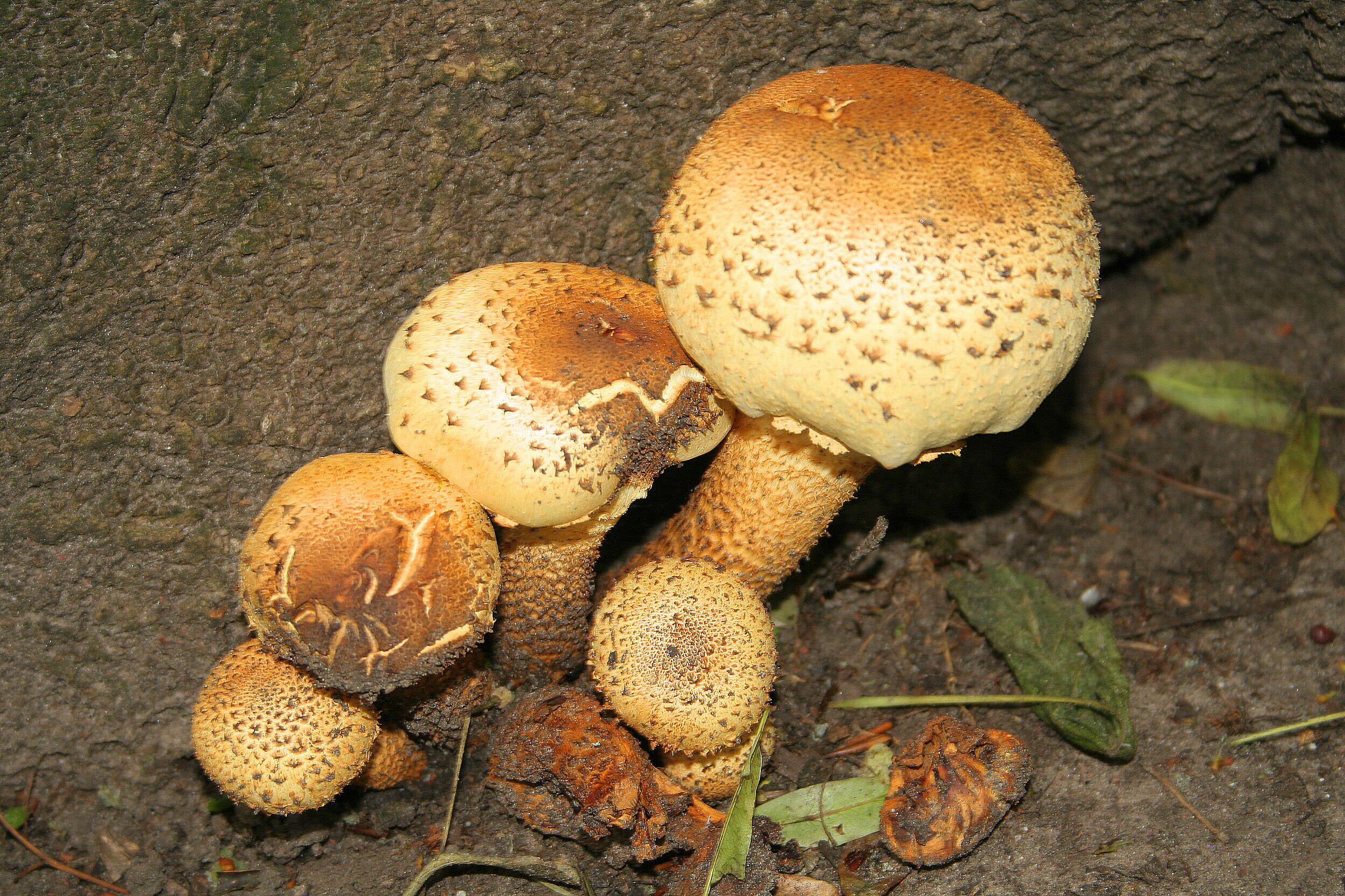 Pholiota squarrosa (Vahl) P. Kumm. 1871 resmi