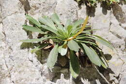 Image of Campanula mirabilis Albov