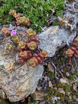 Image of Pacific stonecrop