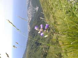 Image of Canterbury Bells