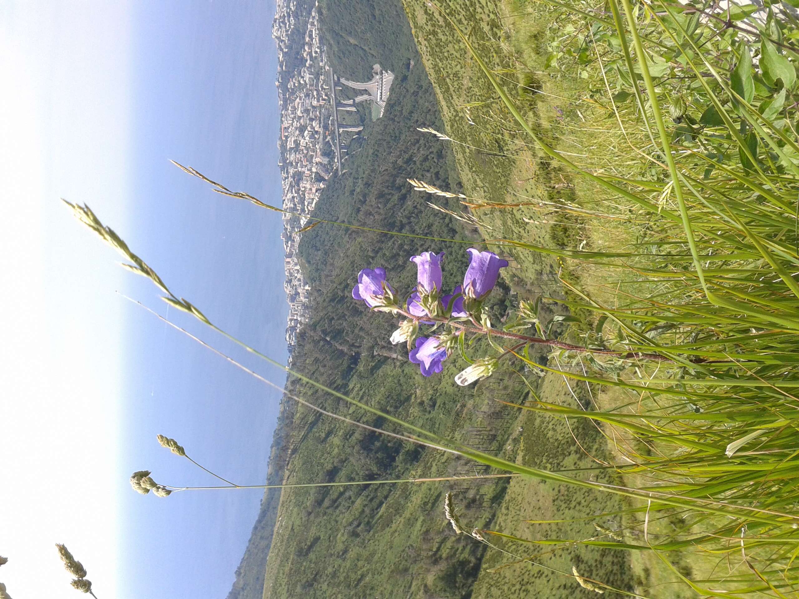 Image of Canterbury Bells