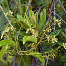 Agatea longipedicellata (E. G. Baker) Guillaumin & Thorne resmi