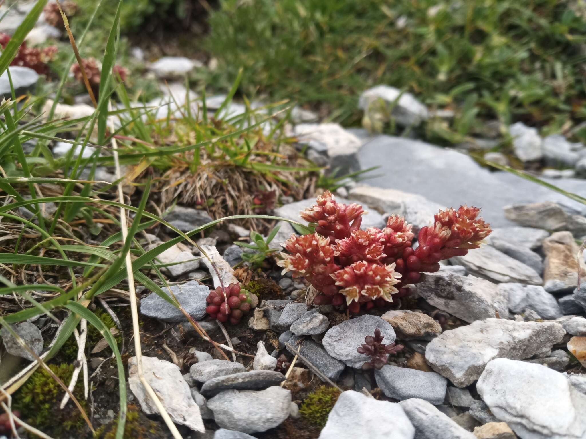 Слика од Sedum atratum L.