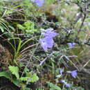 Primula spicata Franch. resmi