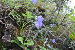 Plancia ëd Primula spicata Franch.