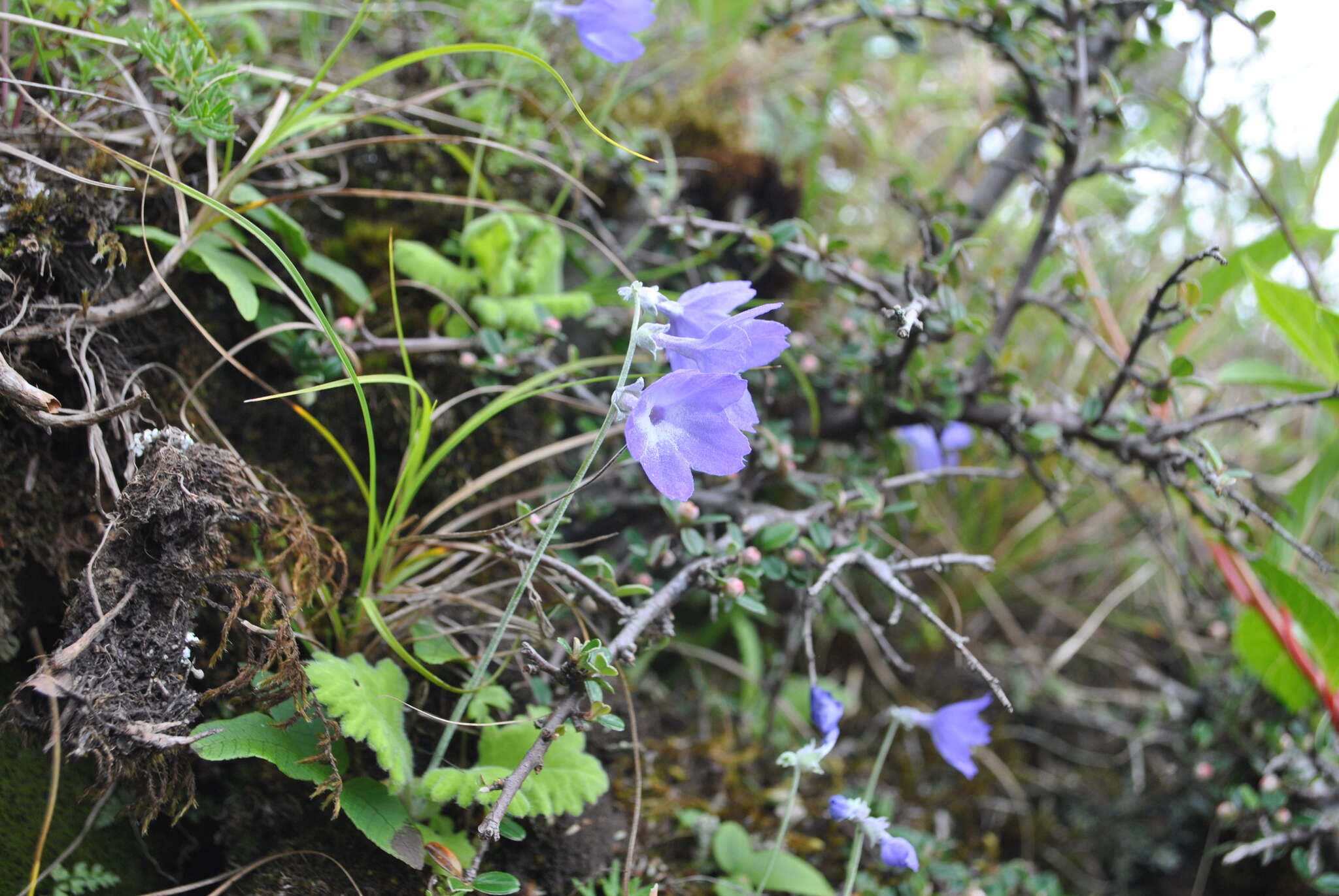 Image of Primula spicata Franch.