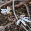 Imagem de Caladenia gracilis R. Br.