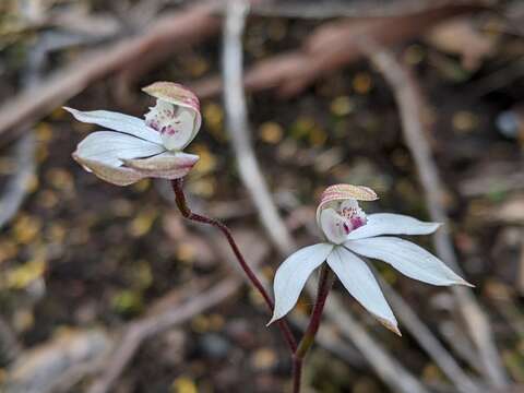 Imagem de Caladenia gracilis R. Br.