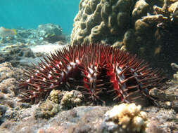 Image of crown of thorns starfish