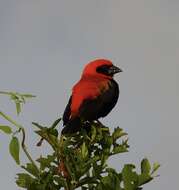 Image of Black-winged Bishop