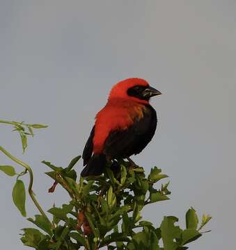 Image of Black-winged Bishop