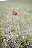 Image of subterranean vetch