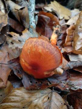 Image of Cortinarius cinnabarinus Fr. 1838