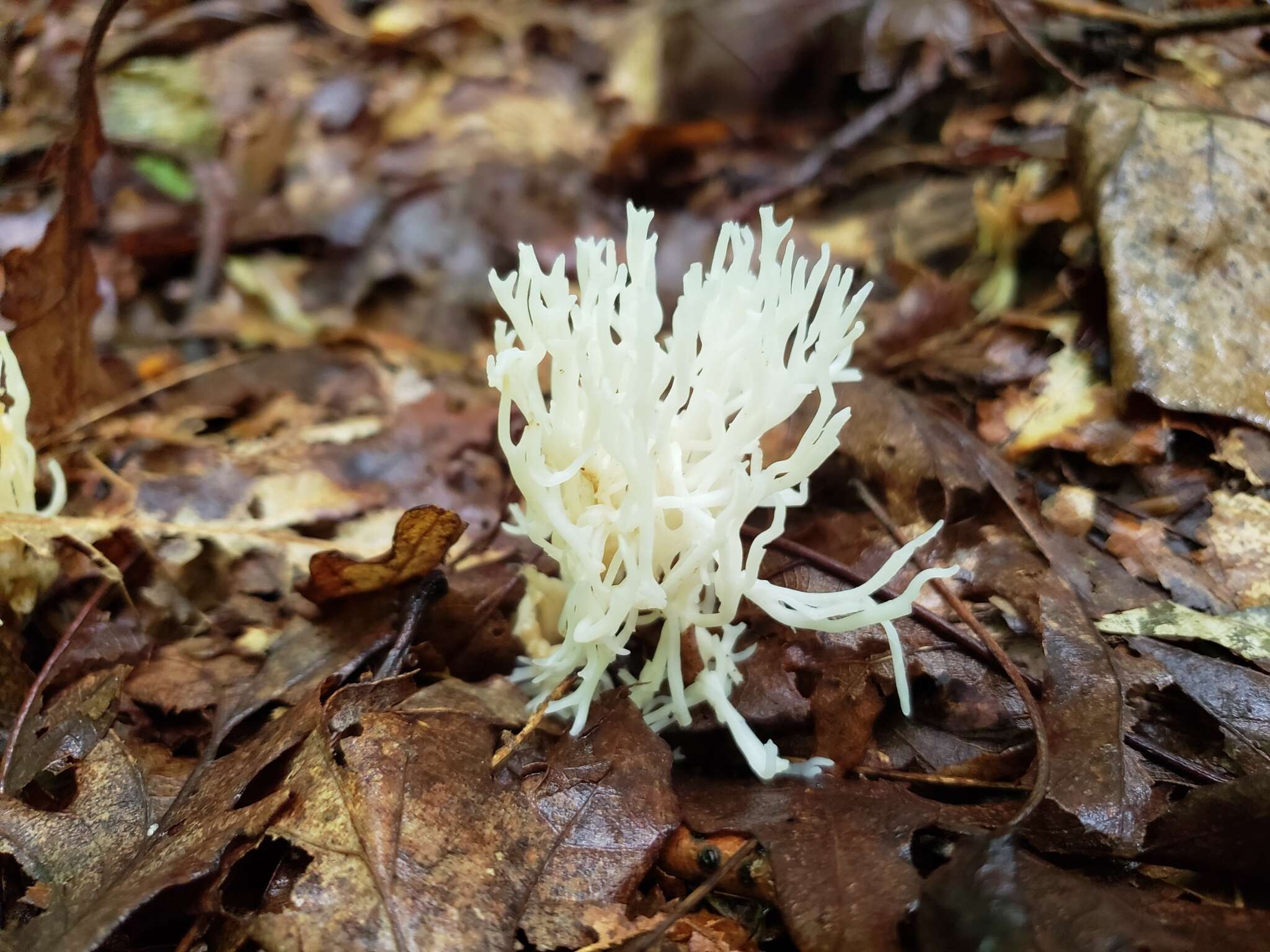 Image of Ramariopsis kunzei (Fr.) Corner 1950