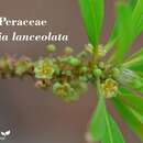 Image of Clutia lanceolata Forssk.