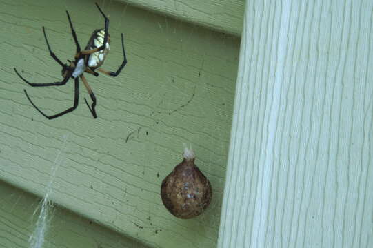 Image of Black-and-Yellow Argiope