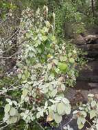 Imagem de Barleria longiflora L. fil.