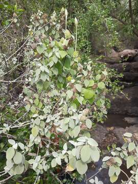 Image of Barleria longiflora L. fil.