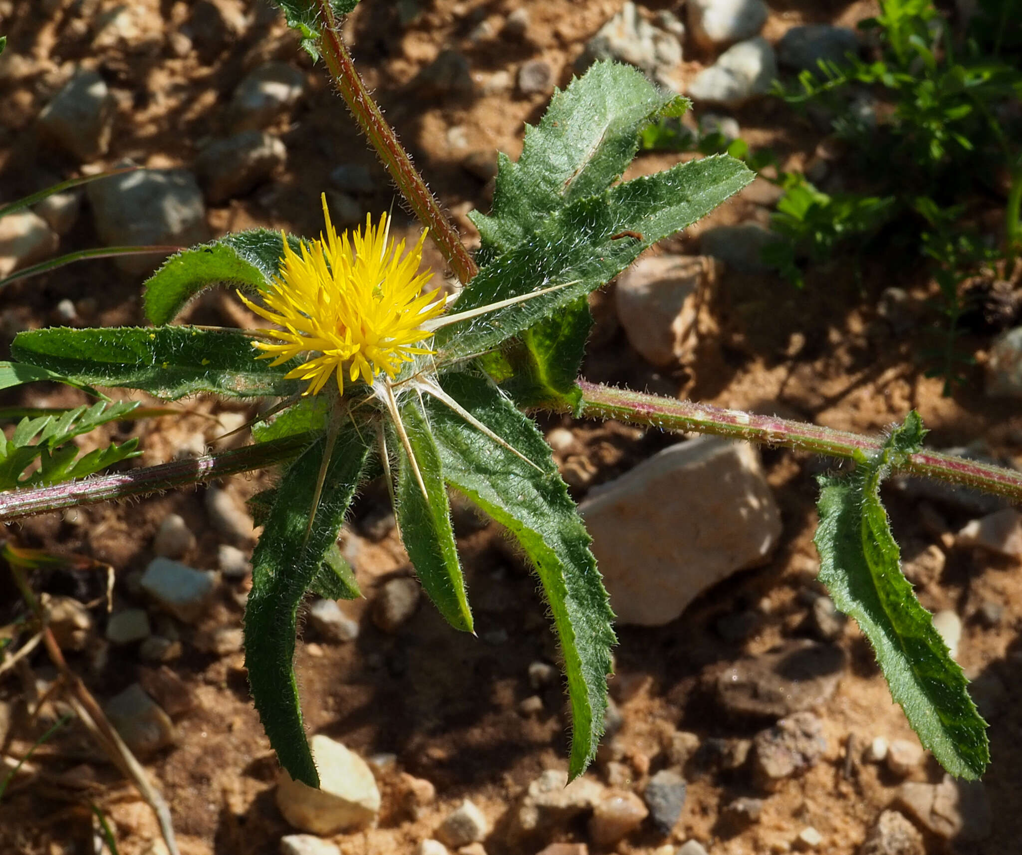 Image of Centaurea procurrens Sieb. ex Spreng.