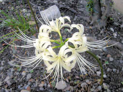 Image of red spider lily