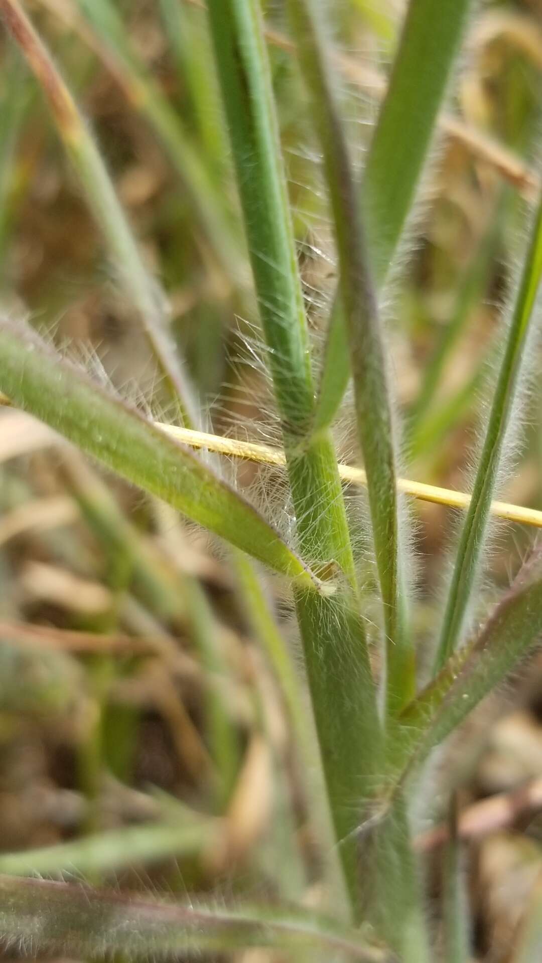 Image of Texas crabgrass