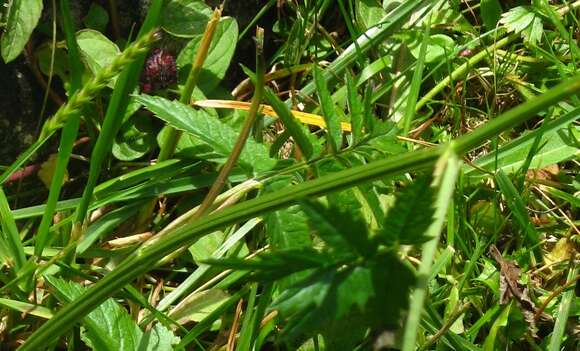 Image of greater burnet-saxifrage