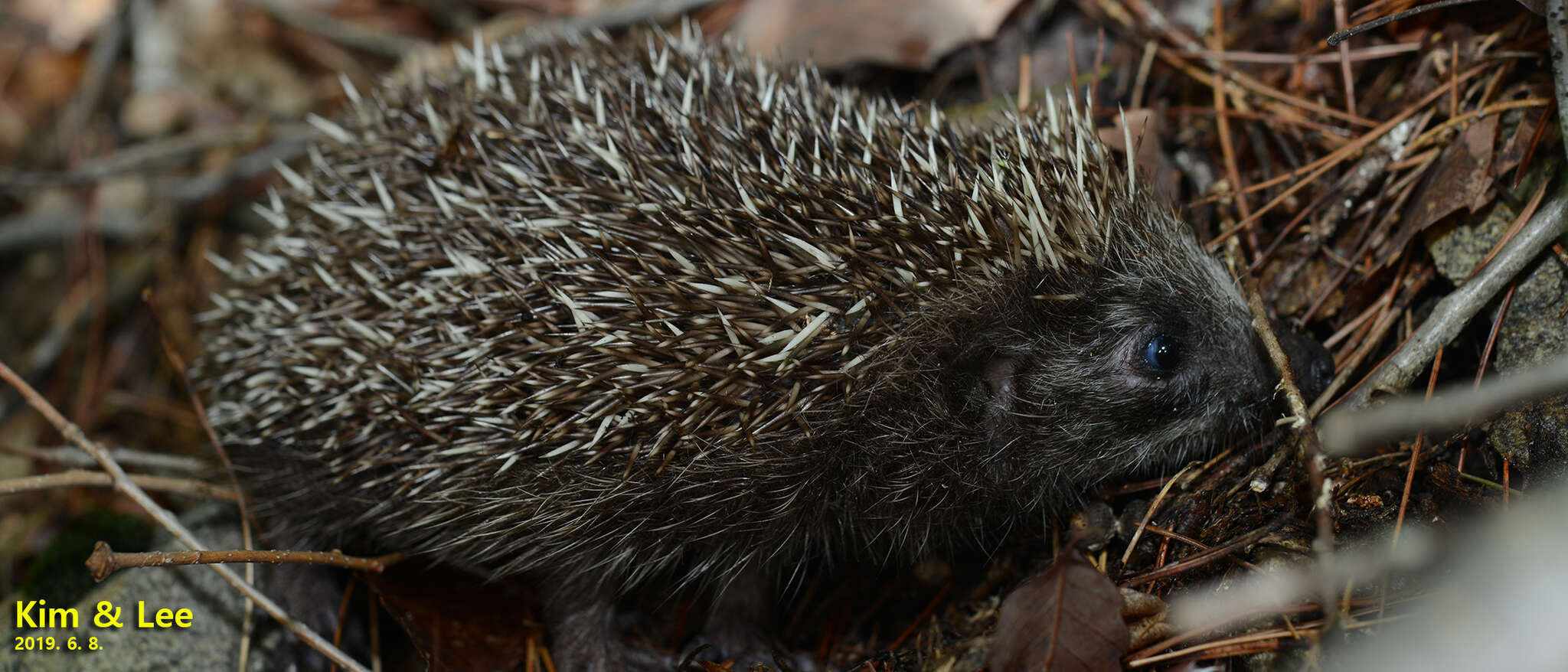 Imagem de Erinaceus amurensis Schrenk 1859