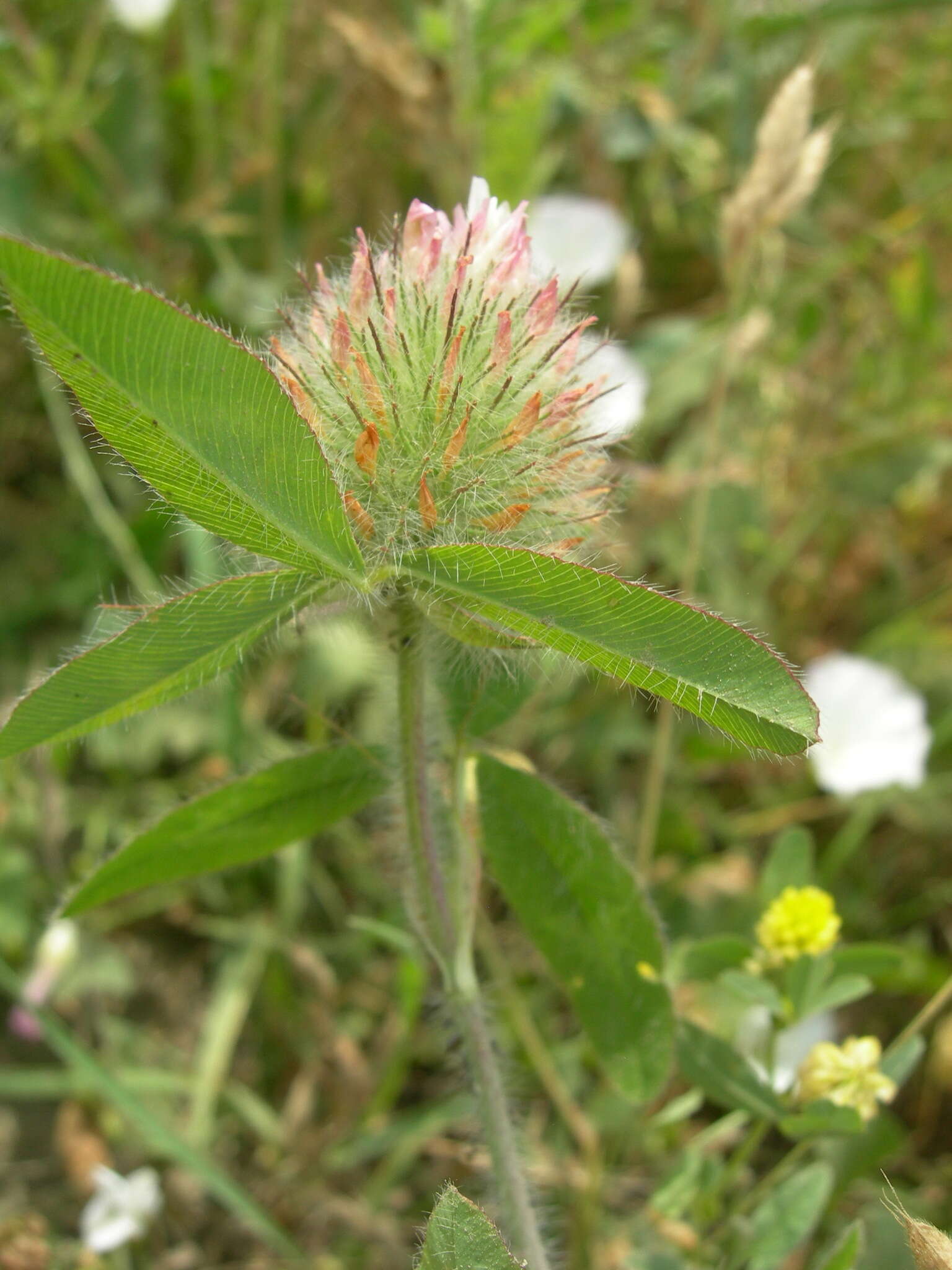 Image of diffuse clover