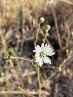 Image of hayfield tarweed