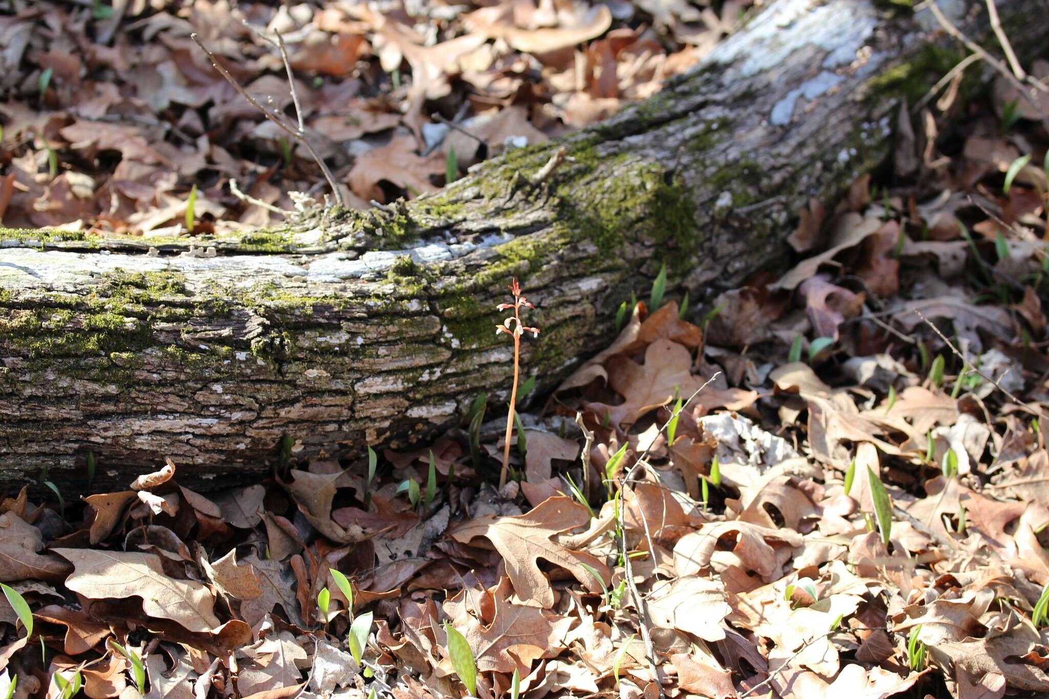 Image of Spring coralroot