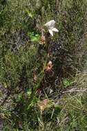 Image of Disa crassicornis Lindl.