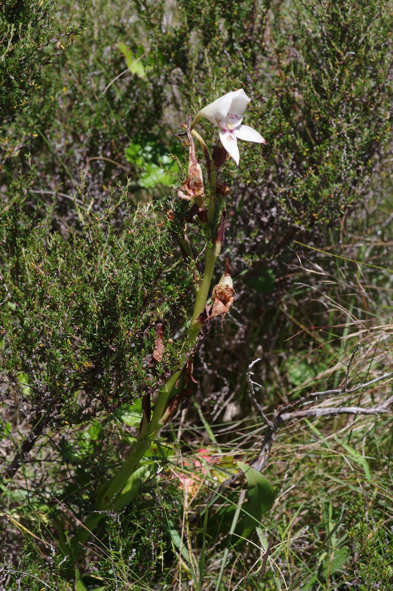 Image of Disa crassicornis Lindl.